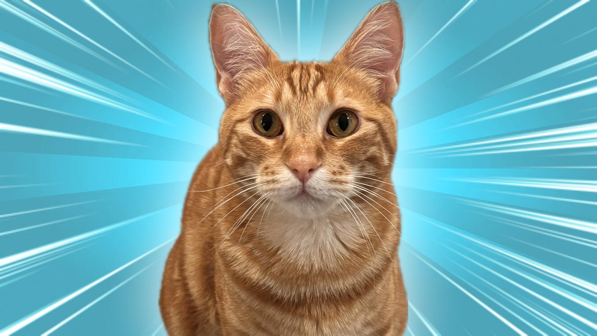 Discovery splash banner for Silly Linguine Cat Simulator Deluxe Online - Official Server Discord server